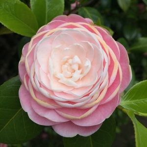 Meet your Posher, Melody